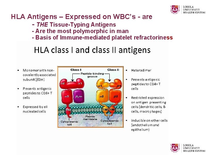 HLA Antigens – Expressed on WBC’s - are - THE Tissue-Typing Antigens - Are