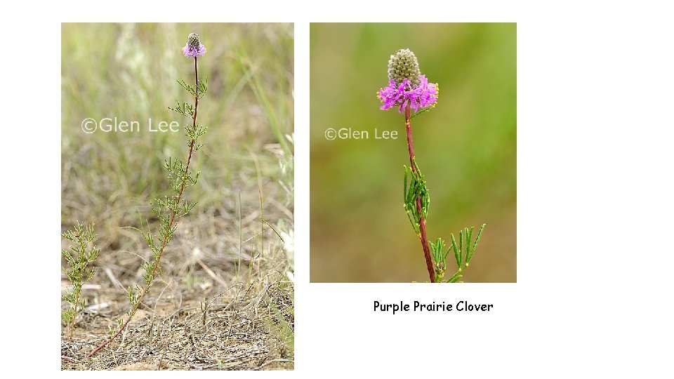 Purple Prairie Clover 