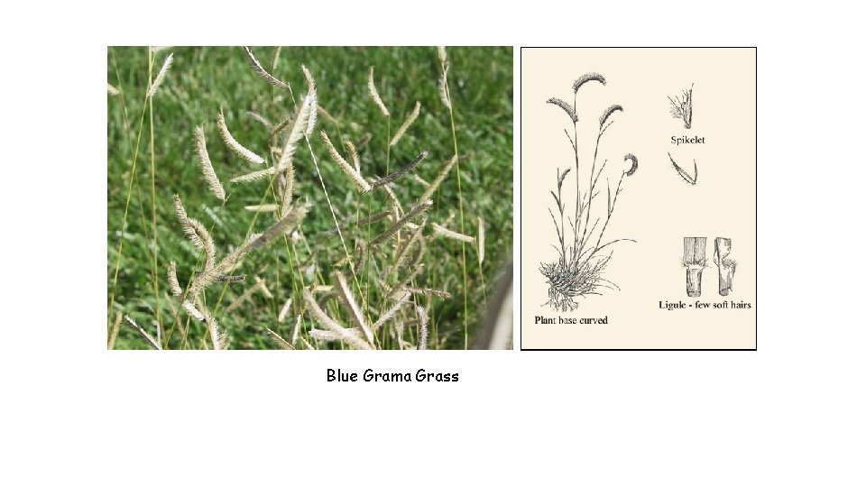 Blue Grama Grass 