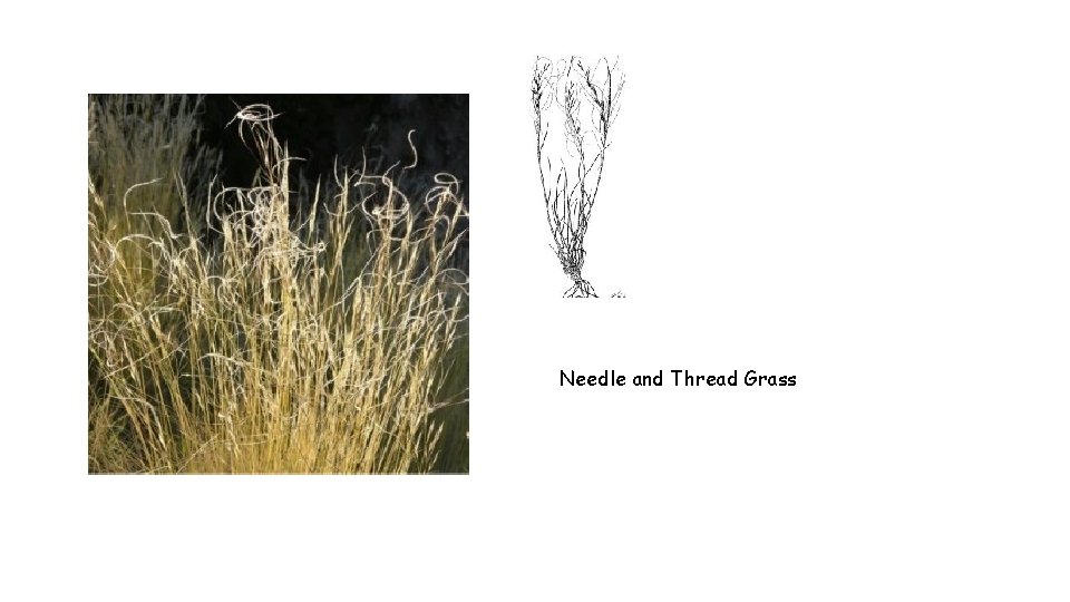 Needle and Thread Grass 