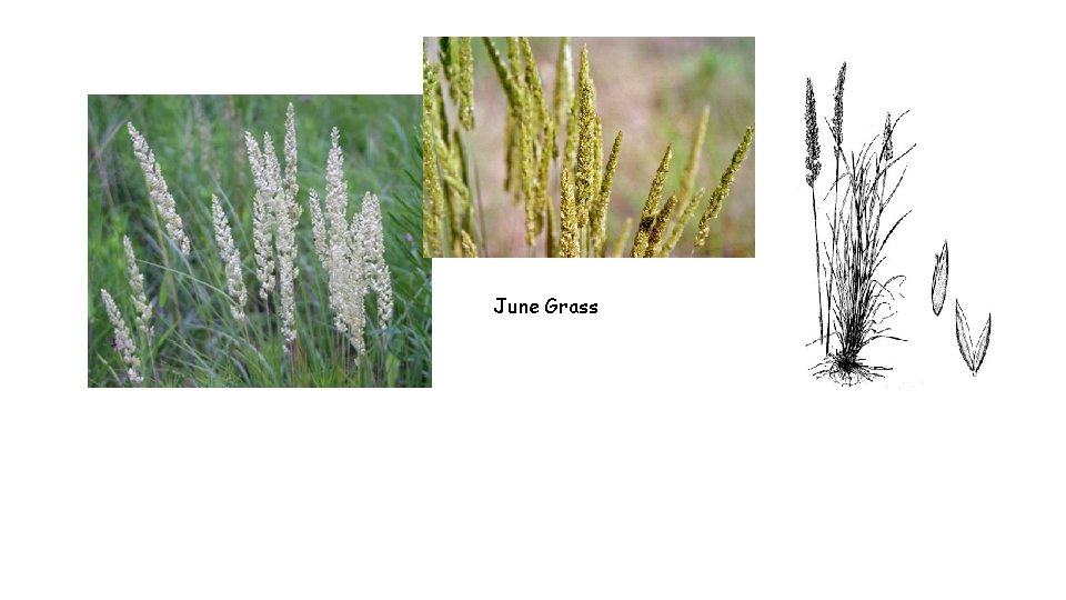 June Grass 