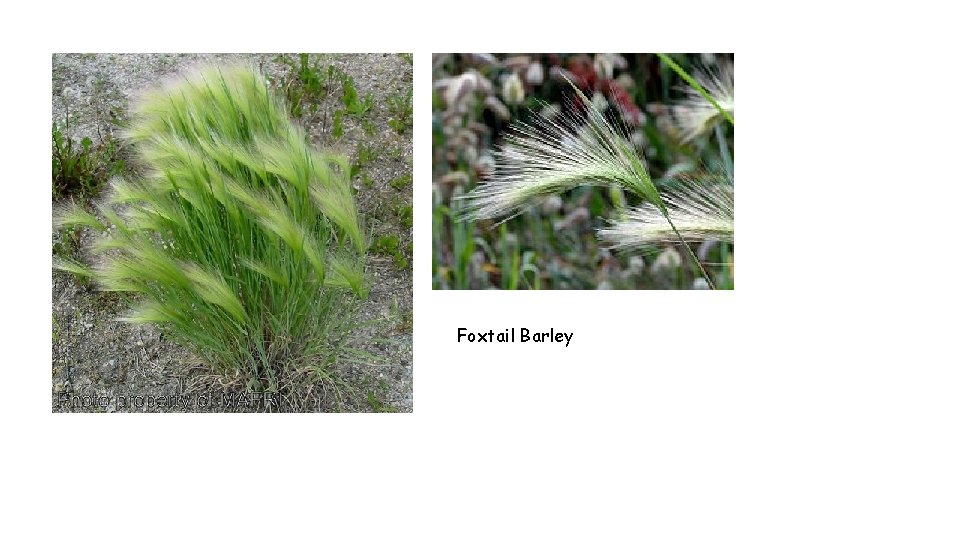 Foxtail Barley 