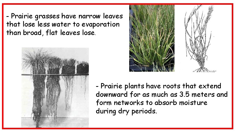 - Prairie grasses have narrow leaves that lose less water to evaporation than broad,
