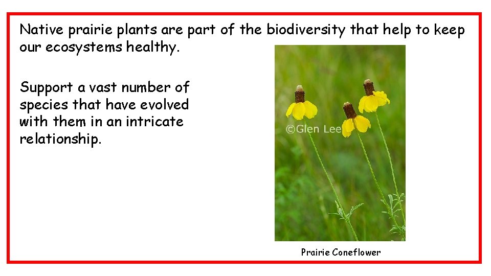 Native prairie plants are part of the biodiversity that help to keep our ecosystems