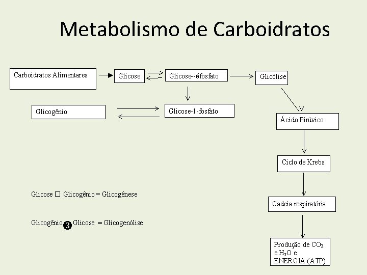 Metabolismo de Carboidratos Alimentares Glicose Glicogênio Glicose--6 -fosfato Glicólise Glicose-1 -fosfato Ácido Pirúvico Ciclo