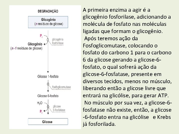 A primeira enzima a agir é a glicogênio fosforilase, adicionando a molécula de fosfato