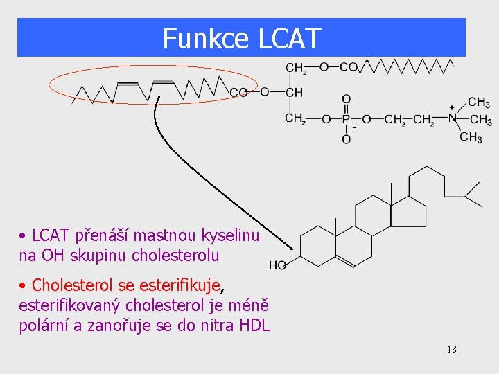 Funkce LCAT - • LCAT přenáší mastnou kyselinu na OH skupinu cholesterolu • Cholesterol