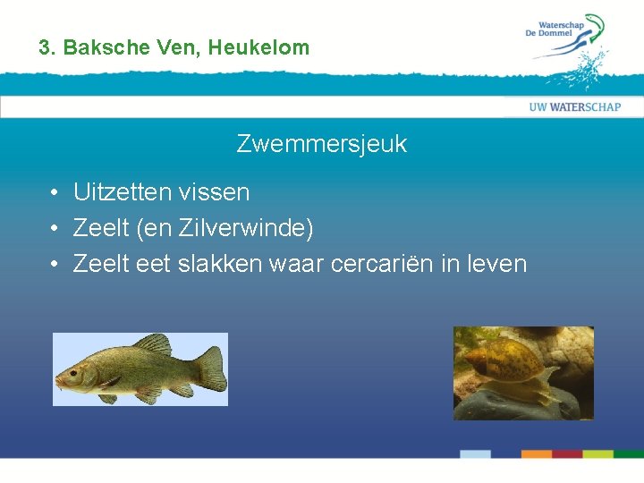 3. Baksche Ven, Heukelom Zwemmersjeuk • Uitzetten vissen • Zeelt (en Zilverwinde) • Zeelt