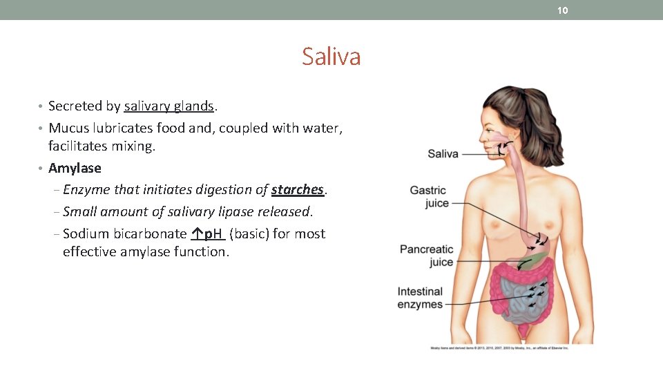 10 Saliva • Secreted by salivary glands. • Mucus lubricates food and, coupled with