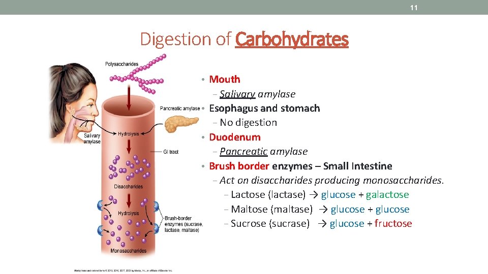 11 Digestion of Carbohydrates • Mouth − Salivary amylase • Esophagus and stomach −