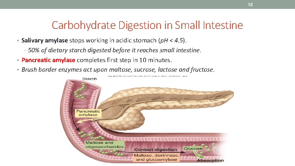 12 Carbohydrate Digestion in Small Intestine • Salivary amylase stops working in acidic stomach