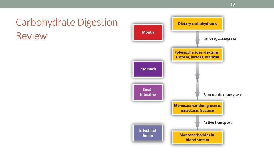 13 Carbohydrate Digestion Review 