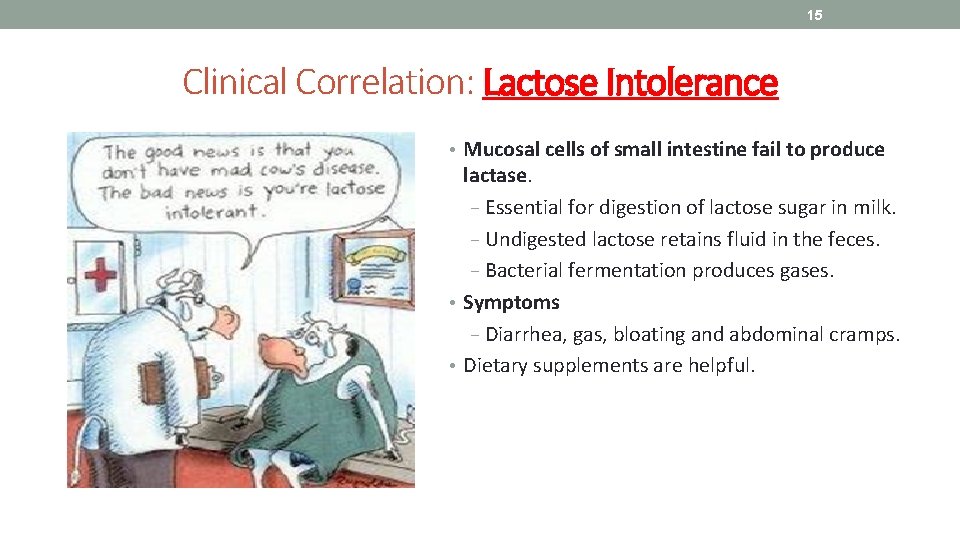 15 Clinical Correlation: Lactose Intolerance • Mucosal cells of small intestine fail to produce