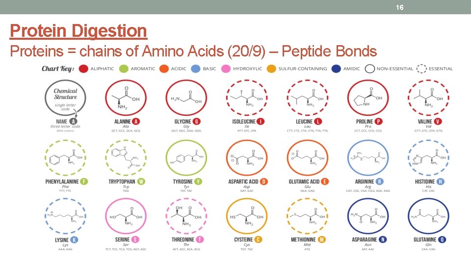 16 Protein Digestion Proteins = chains of Amino Acids (20/9) – Peptide Bonds 
