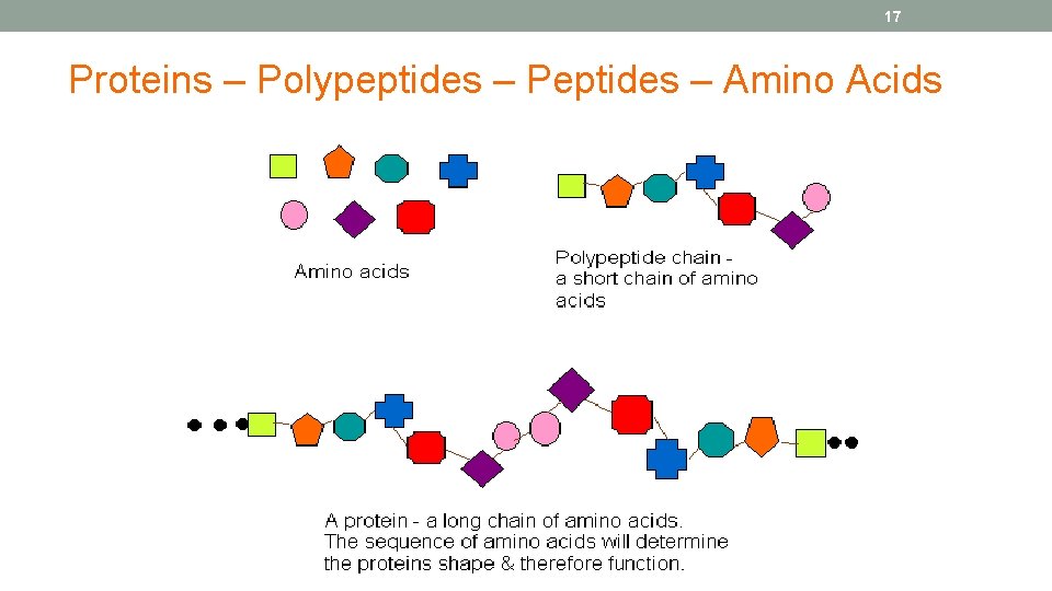 17 Proteins – Polypeptides – Peptides – Amino Acids 