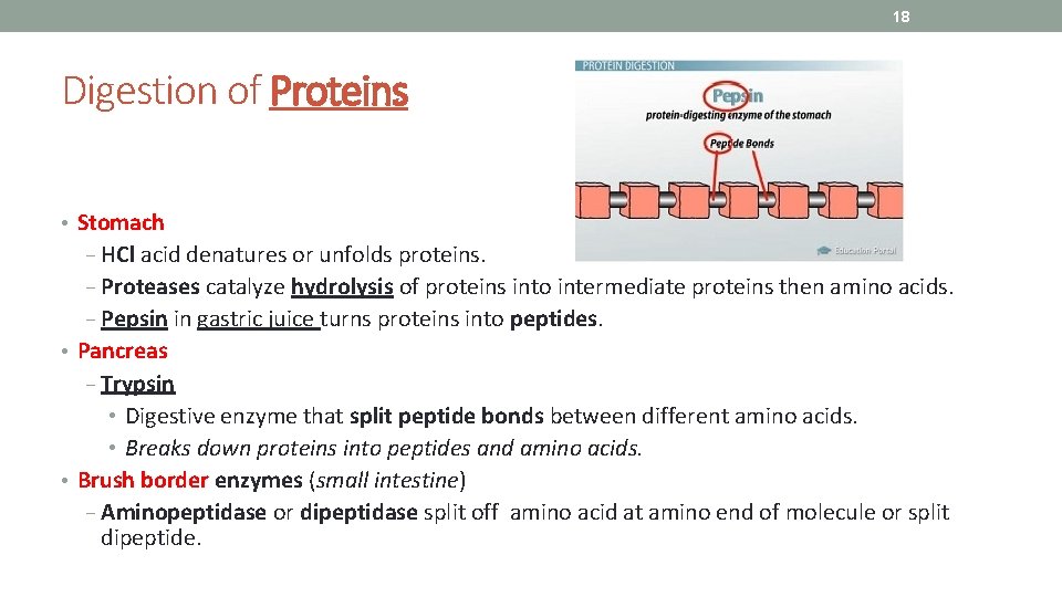 18 Digestion of Proteins • Stomach − HCl acid denatures or unfolds proteins. −