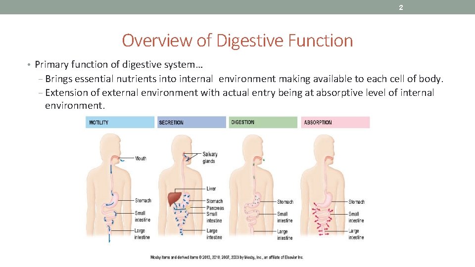 2 Overview of Digestive Function • Primary function of digestive system… − Brings essential