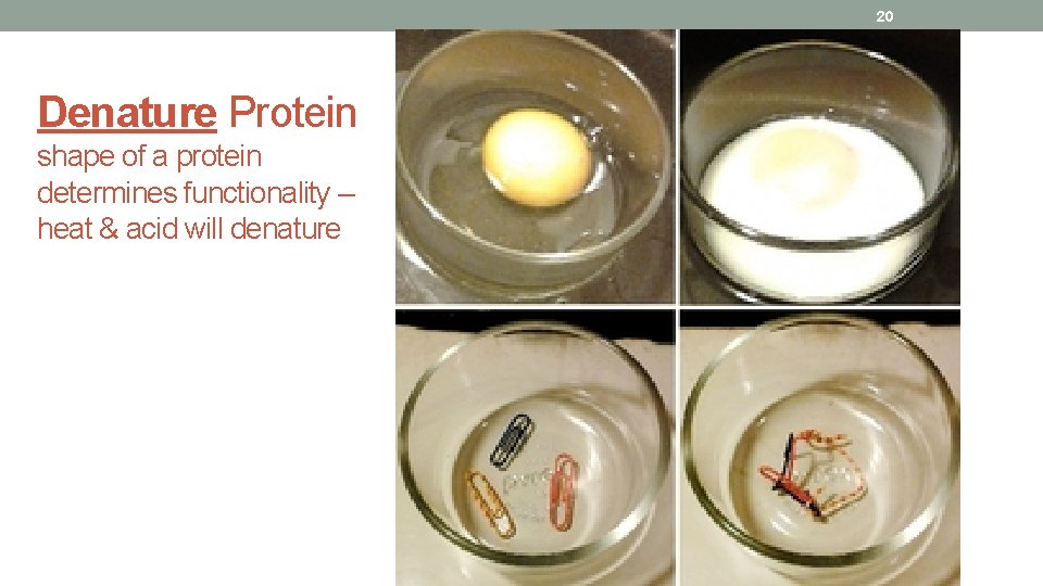 20 Denature Protein shape of a protein determines functionality – heat & acid will