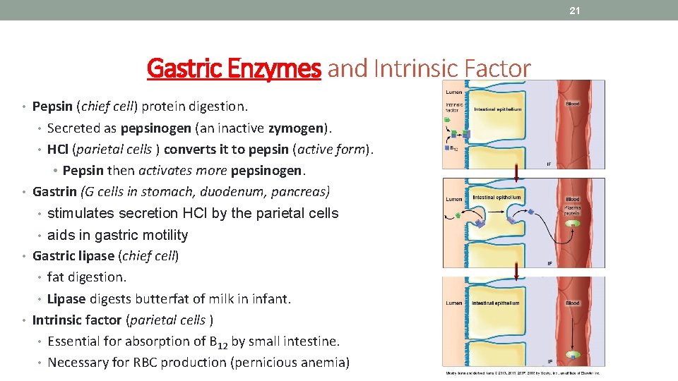 21 Gastric Enzymes and Intrinsic Factor • Pepsin (chief cell) protein digestion. • Secreted