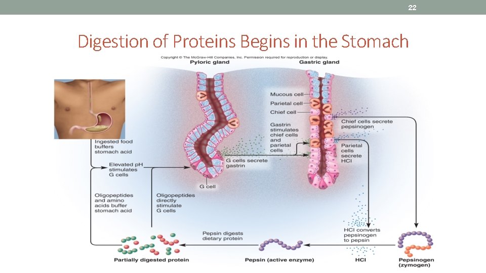 22 Digestion of Proteins Begins in the Stomach 