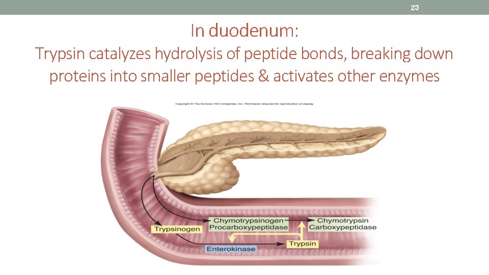 23 In duodenum: Trypsin catalyzes hydrolysis of peptide bonds, breaking down proteins into smaller