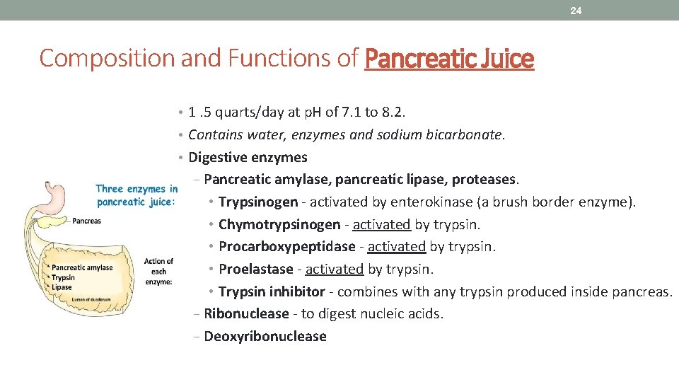 24 Composition and Functions of Pancreatic Juice • 1. 5 quarts/day at p. H
