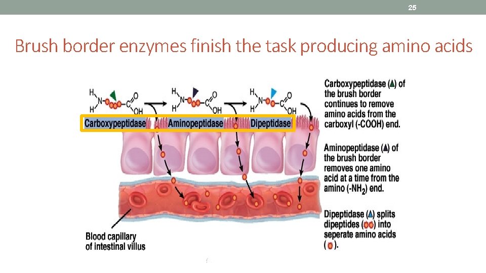 25 Brush border enzymes finish the task producing amino acids 