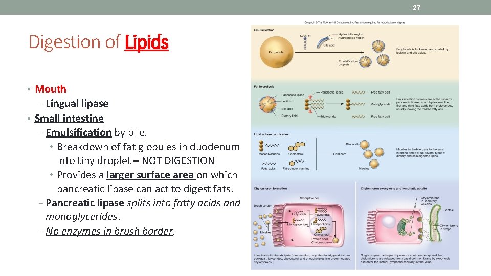 27 Digestion of Lipids • Mouth − Lingual lipase • Small intestine − Emulsification