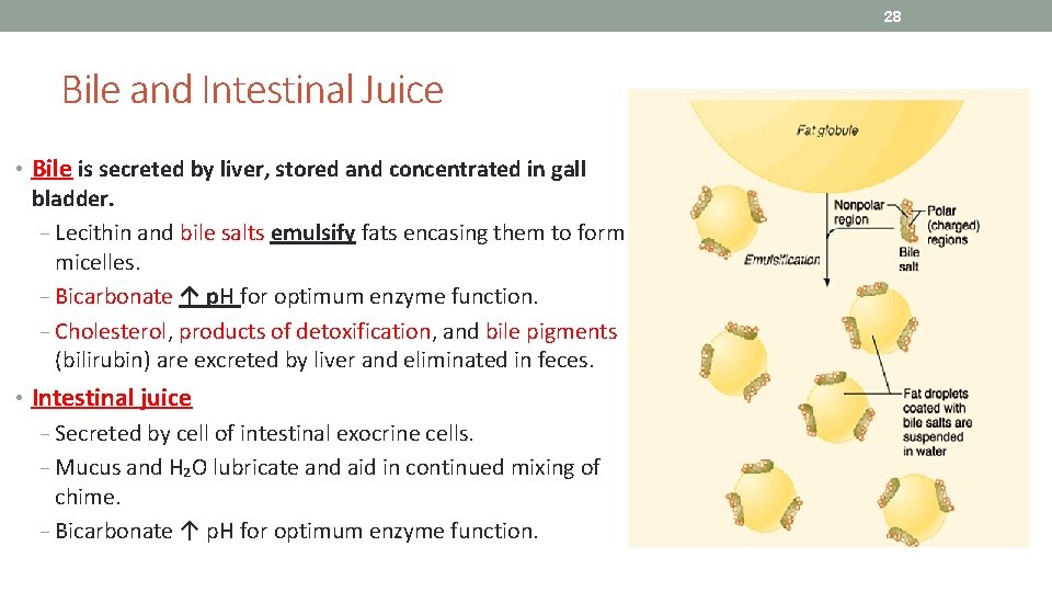 28 Bile and Intestinal Juice • Bile is secreted by liver, stored and concentrated