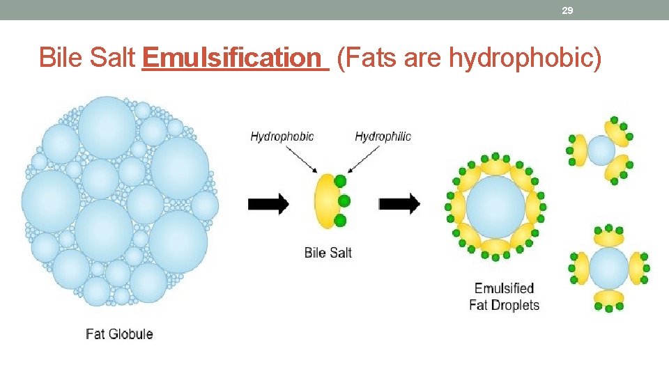 29 Bile Salt Emulsification (Fats are hydrophobic) 