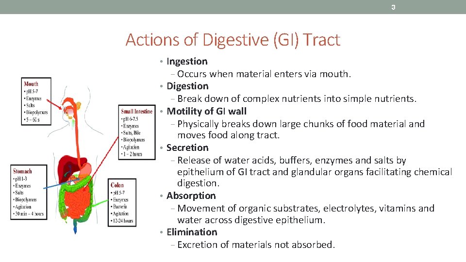 3 Actions of Digestive (GI) Tract • Ingestion − Occurs when material enters via