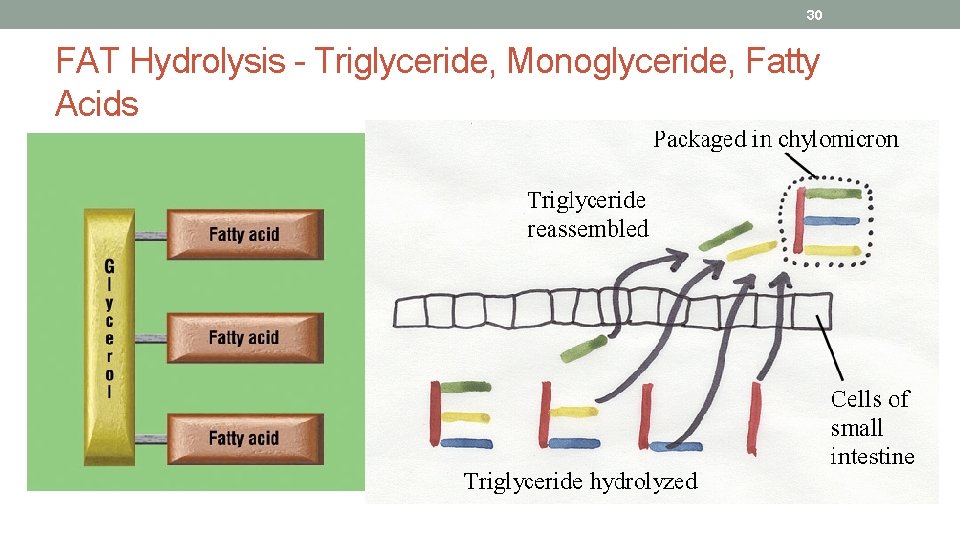 30 FAT Hydrolysis - Triglyceride, Monoglyceride, Fatty Acids 