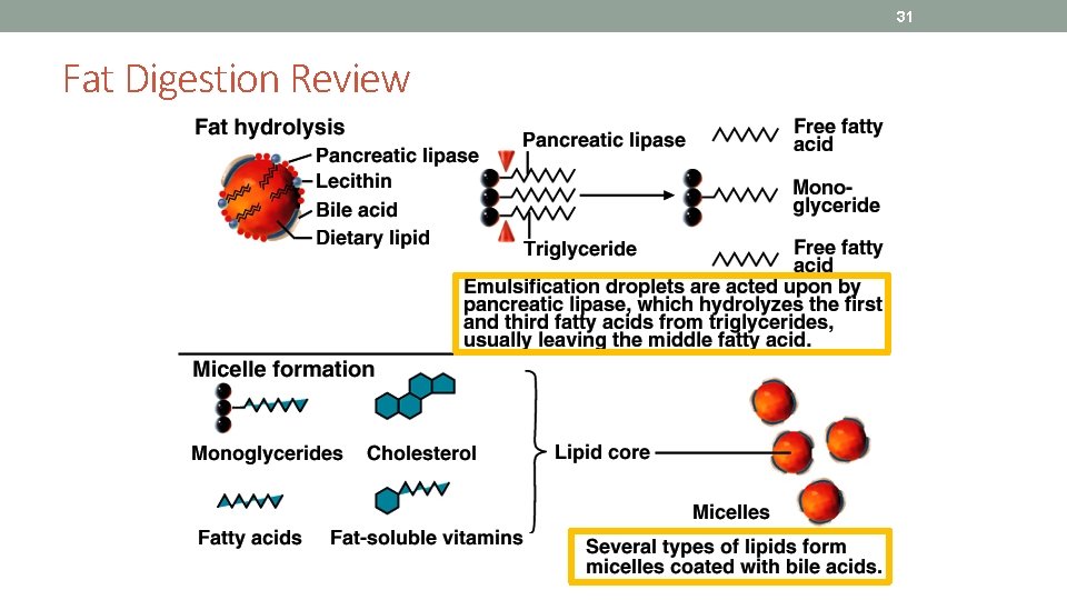 31 Fat Digestion Review 