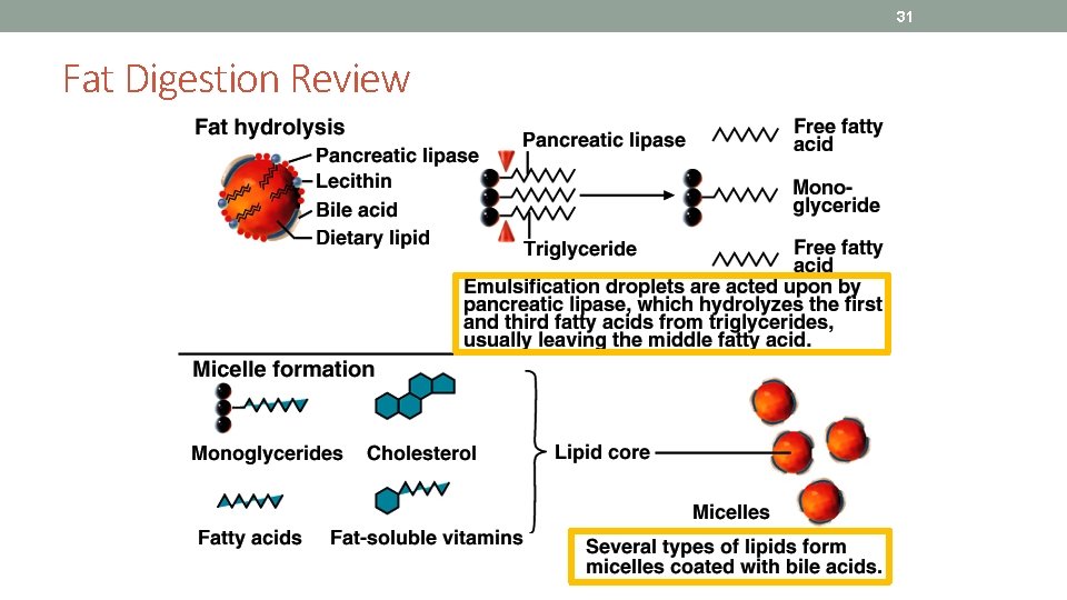 31 Fat Digestion Review 