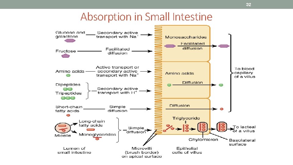32 Absorption in Small Intestine 