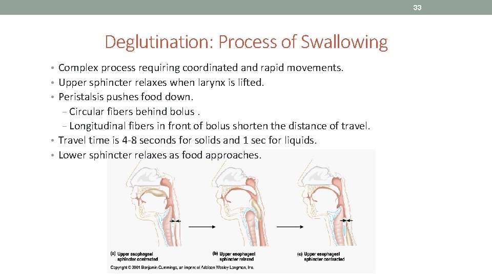 33 Deglutination: Process of Swallowing • Complex process requiring coordinated and rapid movements. •