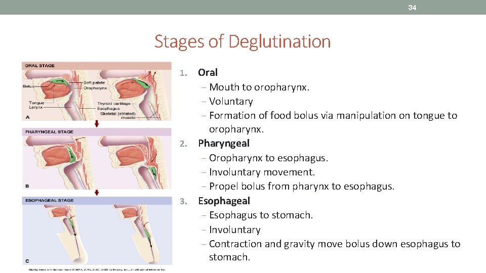 34 Stages of Deglutination Oral − Mouth to oropharynx. − Voluntary − Formation of