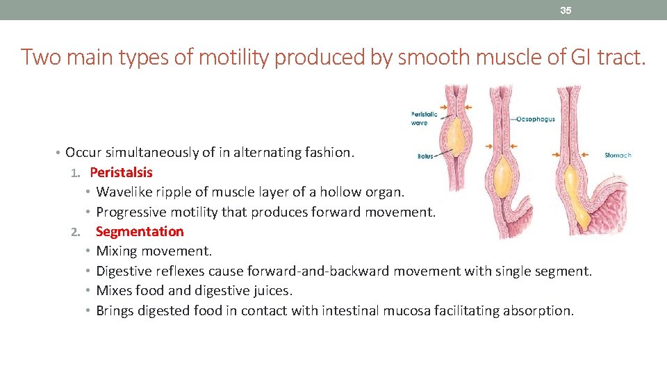 35 Two main types of motility produced by smooth muscle of GI tract. •