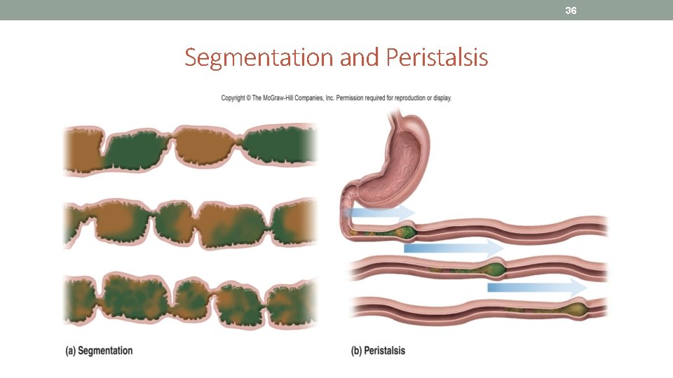 36 Segmentation and Peristalsis 