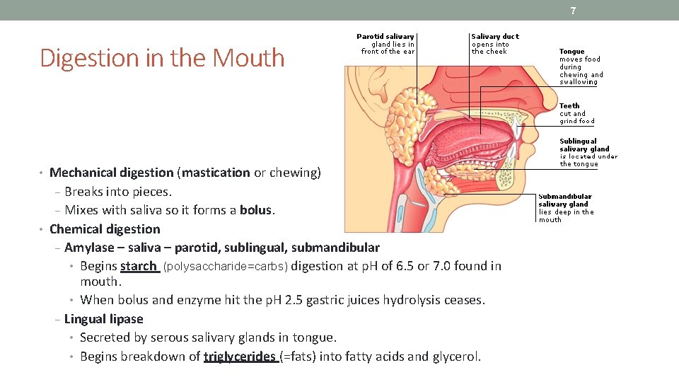 7 Digestion in the Mouth • Mechanical digestion (mastication or chewing) − Breaks into