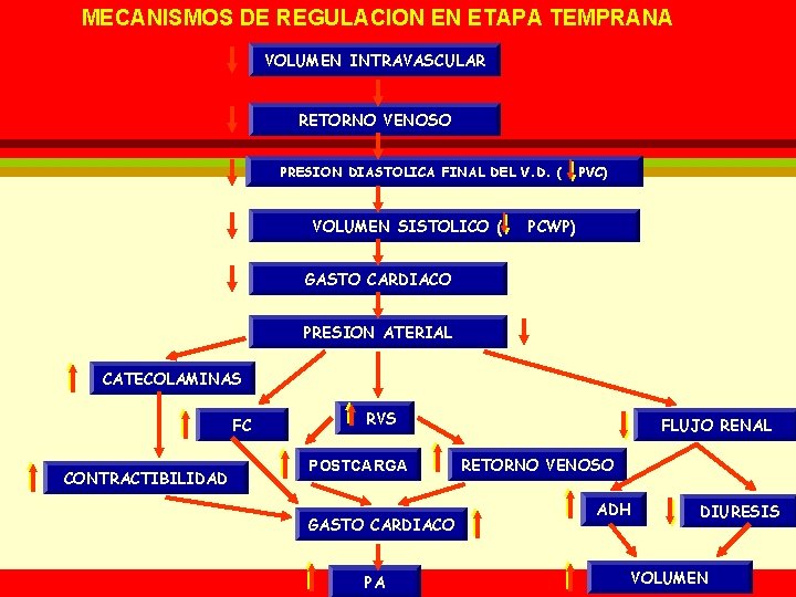 MECANISMOS DE REGULACION EN ETAPA TEMPRANA VOLUMEN INTRAVASCULAR RETORNO VENOSO PRESION DIASTOLICA FINAL DEL