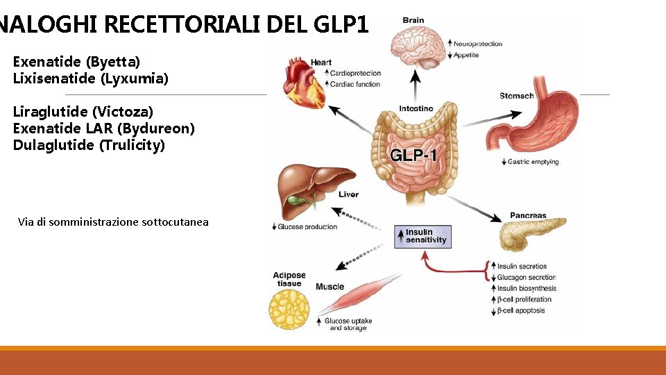 NALOGHI RECETTORIALI DEL GLP 1 Exenatide (Byetta) Lixisenatide (Lyxumia) Liraglutide (Victoza) Exenatide LAR (Bydureon)