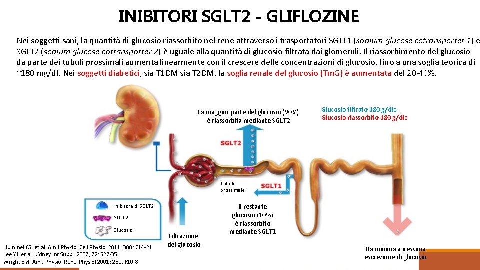 INIBITORI SGLT 2 - GLIFLOZINE Nei soggetti sani, la quantità di glucosio riassorbito nel