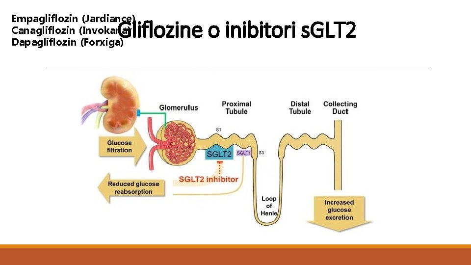 Empagliflozin (Jardiance) Canagliflozin (Invokana) Dapagliflozin (Forxiga) Gliflozine o inibitori s. GLT 2 