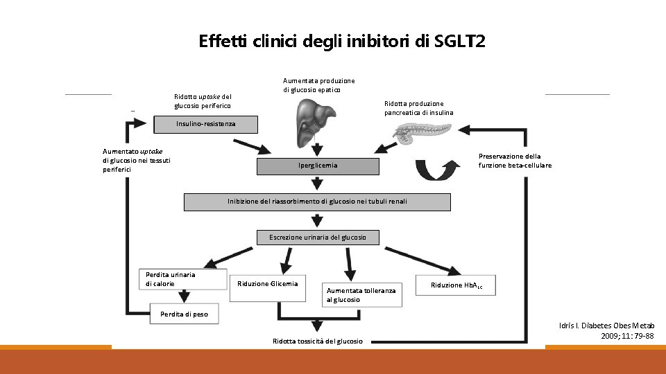 Effetti clinici degli inibitori di SGLT 2 Ridotto uptake del glucosio periferico Aumentata produzione