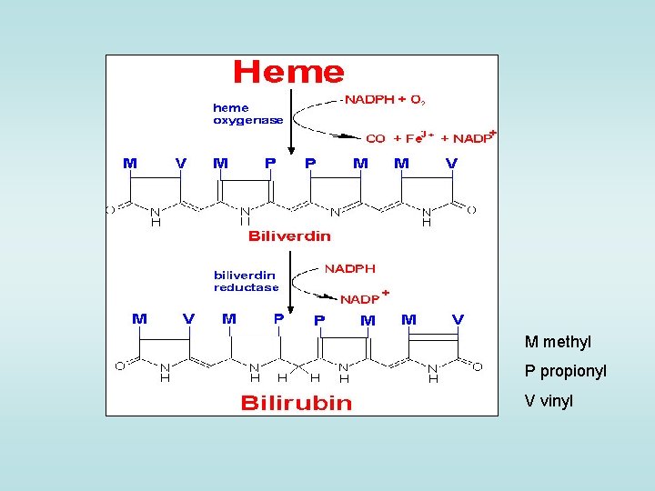 M methyl P propionyl V vinyl 