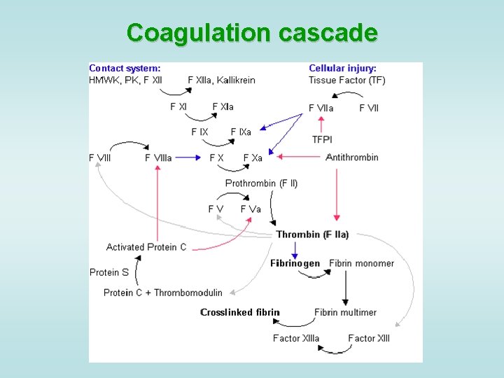 Coagulation cascade 