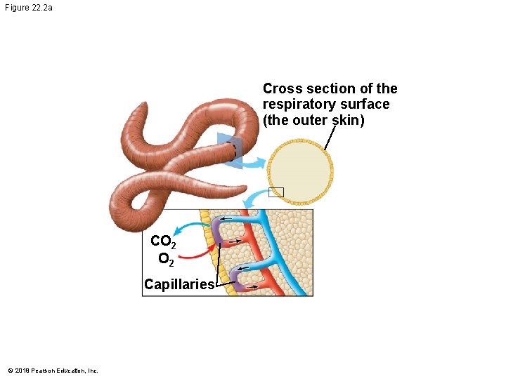 Figure 22. 2 a Cross section of the respiratory surface (the outer skin) CO