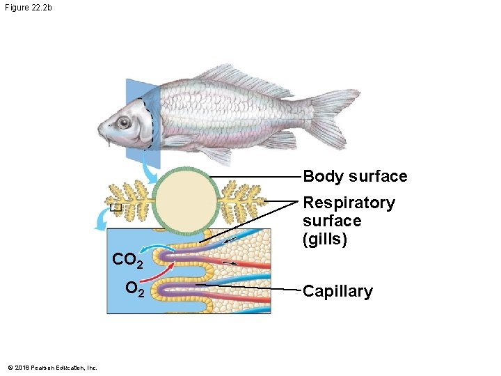 Figure 22. 2 b Body surface Respiratory surface (gills) CO 2 © 2018 Pearson