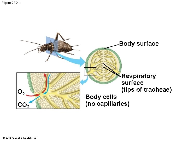 Figure 22. 2 c Body surface O 2 CO 2 © 2018 Pearson Education,